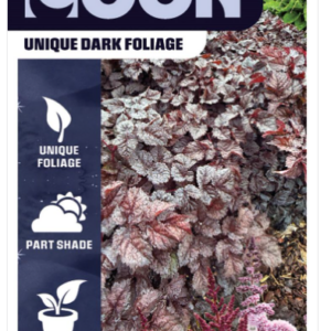 Astilbe 'Dark Side of the Moon'