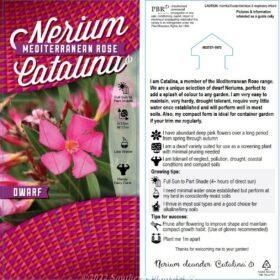 NERIUM oleander ‘Catalina’