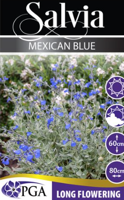 Salvia 'Mexican Blue'