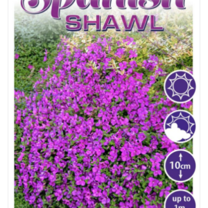 Heterocentron 'Spanish Shawl'