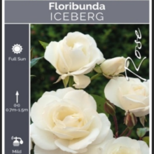 ROSE 'ICEBERG' STANDARDS