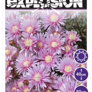 Lampranthus EXPLOSION® Mauve