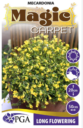 MECARDONIA 'Magic Carpet'