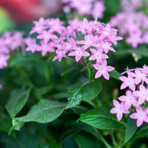 Pentas lanceolata