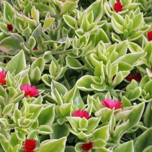 Aptenia cordifolia 'Baby Sunrose'