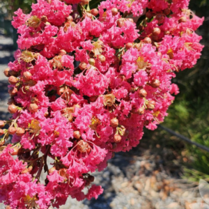LAGERSTROEMIA indica 'Pink' (Crepe Myrtle)