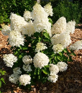 HYDRANGEA paniculata 'Hercules'