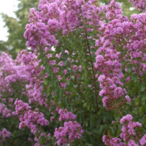 LAGERSTROEMIA indica 'Mauve' (Crepe Myrtle)