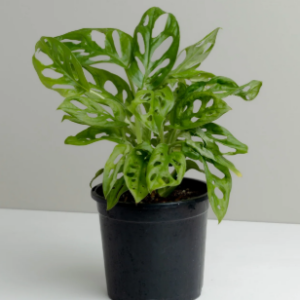 MONSTERA MONKEY MASK