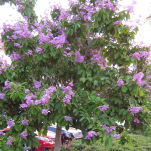 LAGERSTROEMIA speciosa 'Queens' (Crepe Myrtle)