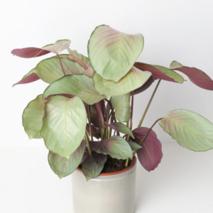 Calathea roseopicta 'Silver Plate'