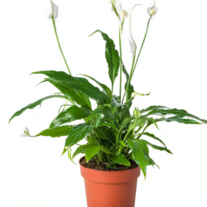 SPATHIPHYLLUM ASSORTED