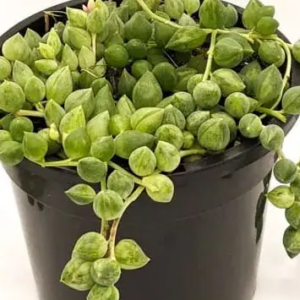 SENECIO 'Clown Tears'