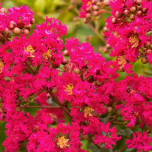LAGERSTROEMIA indica 'Rubra' (Crepe Myrtle)