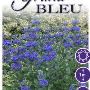 Caryopteris Grand Bleu