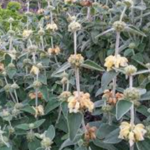 PHLOMIS 'Lemon Blush'