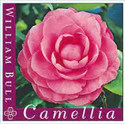 Camellia japonica 'William Bull'