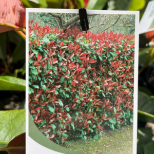 PHOTINIA 'Robusta'