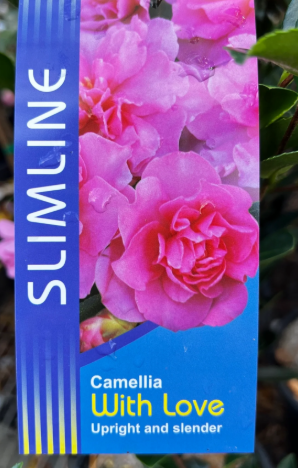 Camellia sasanqua (ParLove) PBR Slimline With Love
