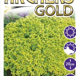 Thymus Archer's Gold