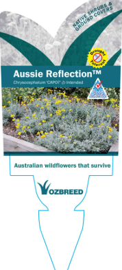 CHRYSOCEPHALUM apiculatum 'Aussie Reflection'