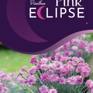 Dianthus Pink Eclipse