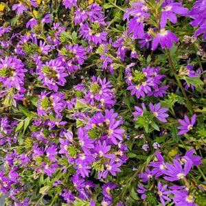 Scaevola 'Fairy Blue