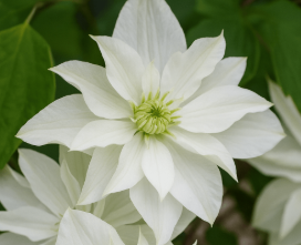 Clematis cirrhosa 'Starlight'