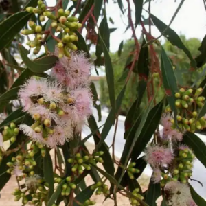 EUCALYPTUS cernua