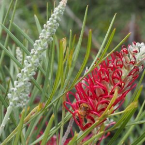GREVILLEA 'Karijini Moon'