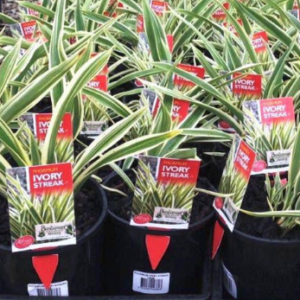 Phormium 'ivory streak'