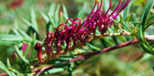 Grevillea 'Burgundy Blaze'
