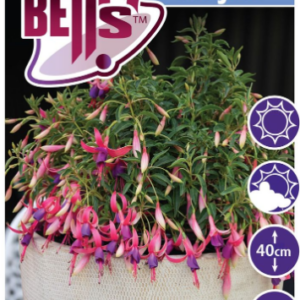 HAPPY BELLS™ Fuchsia Playful
