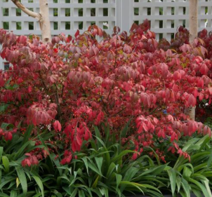EUONYMUS compactus