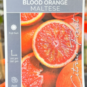 Blood Orange Maltese