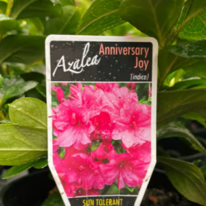 AZALEA indica 'Anniversary Joy'