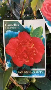 CAMELLIA japonica 'Odoratissima'