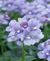 NEMESIA varieties
