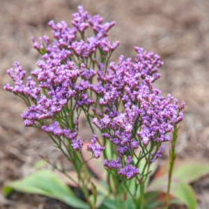 LIMONIUM 'Dazzle Rocks'