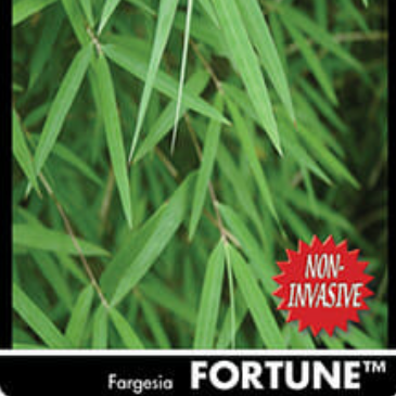 FARGESIA nitida 'Bamboo Fortune'