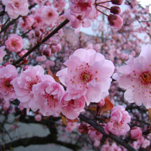 PRUNUS 'Blireana'