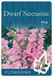 NECTARINE (Dwarf Pink) - Bare Root 2026