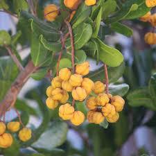 CUPANIOPSIS anacardioides