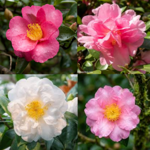 CAMELLIA sasanqua Varieties
