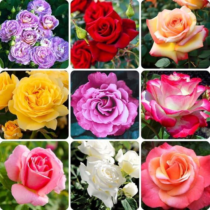 ROSES Bush Varieties (LOOSE ROOTED) 2026