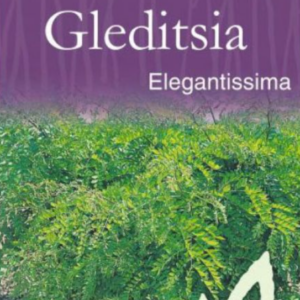 GLEDITSIA triacanthos var. inermis Elegantissima