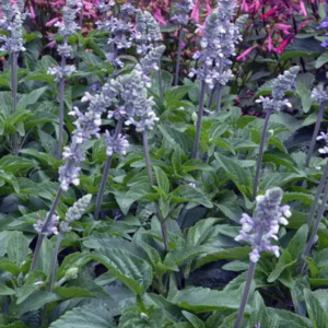 SALVIA 'Blue Chill'