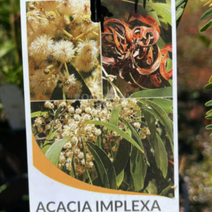 ACACIA implexa (Lightwood wattle)