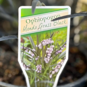 OPHIOPOGON Nigrescens 'Black Mondo Grass'