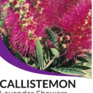 Callistemon 'Lavender showers'